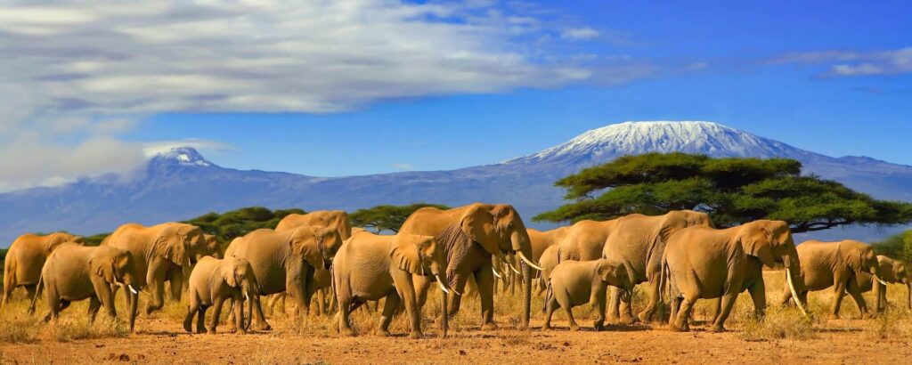 1 week exciting Mara safari